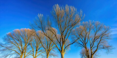 View of bare trees against a clear blue sky on a sunny day, nature, trees, branches, sunlight, shadows, autumn, serene, outdoor