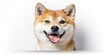© Udomner - Playful Shiba Inu dog sticker with cheerful expression , Shiba Inu, dog, playful, cheerful, sticker, cute, adorable, happy, smiling