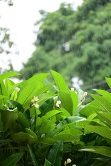 Wall Mural - beautiful frangipani flower tree in springtime, rainy day