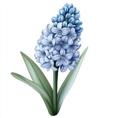 Wall Mural - vector graphic of a blue hyacinth flower