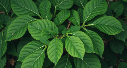 green leaves in the garden