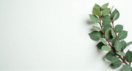 plant on the wall
