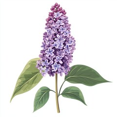 Wall Mural - vector graphic of a purple lilac flower