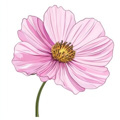 Wall Mural - vector graphic of a pink cosmos flower