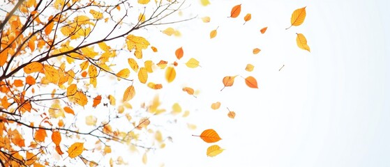 Poster - Autumn Leaves Banner with White Background and Copy Space