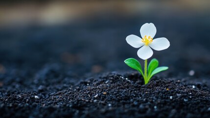 a blooming flower emerging from the ground, representing the cycle of life and rebirth in nature.