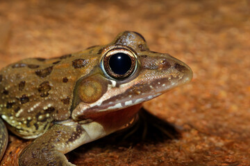 Wall Mural - portrait of a common or angola river frog (amietia angolensis) in natural habitat, south africa.