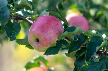 Sticker - Red ripe apples on a tree in summer