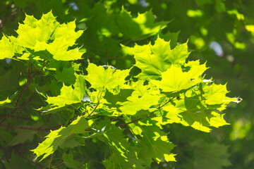 Poster - Green leaves on a tree in the park in summer