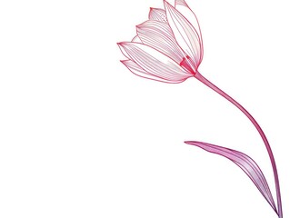 Wall Mural - Abstract Line Art Tulip Flower Illustration.