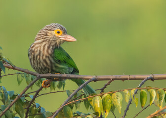 Liniated Barbet 