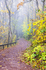 Poster - Footpath in a park on a foggy autumn day