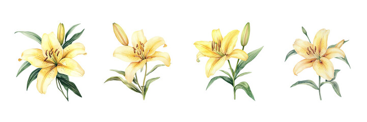 Wall Mural - set Watercolor lily flower on a white background