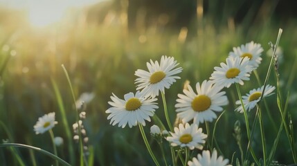 Wall Mural - Peaceful Sunset in a Field of Chamomile Flowers with Green Grass Generative AI