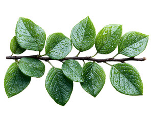 fresh green leaves on a branch isolated on transparent background, cut out