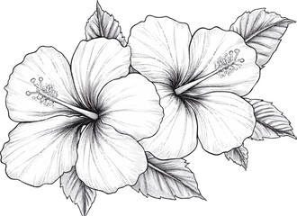 Wall Mural - Two flowers of mallow, linear art vector illustration with white background.