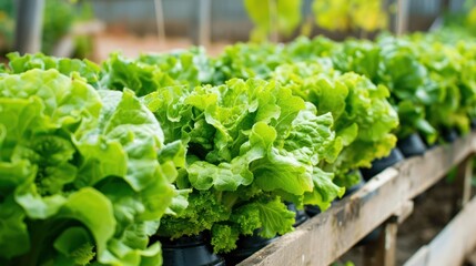 Canvas Print - Fresh Lettuce Plants in a Greenhouse