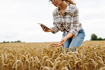 Wall Mural - A young woman enjoys looking at her tablet while standing amid a vast golden wheat field, appreciating the rural landscape under a cloudy sky. Smart farm. Agriculture, organic gardening.