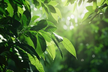 Poster - Sunlight filters through lush green leaves, creating a bright and vibrant natural scene.