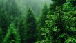 © AcousticGal - Lush green forest with dense pine trees on a misty day, highlighting the serene and tranquil beauty of natural wilderness.