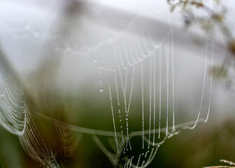 Wall Mural - dew drops on spider webs, foggy landscape, early summer morning, morning dew