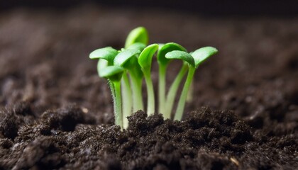 Watch a Seedling Sprout: Time-Lapse of Microgreens Growing from Dirt, Rich in Vitamins