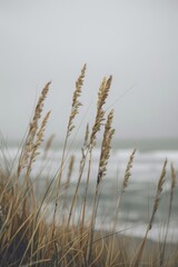 Naklejka na meble a photo of tall grass in front, the beach is visible on background, pastel colors, muted tones, minimalistic 