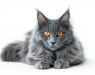 Wall Mural - A fluffy silver Maine Coon cat sits on a light background