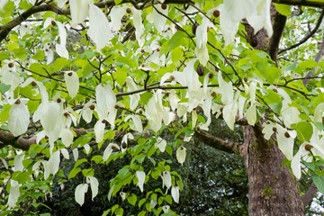 Wall Mural - close-up of flowering davidia involucrata var vilmoriniana, the handkerchief tree