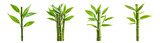A collection of green bamboo stalks with leaves isolated on a transparent background, perfect for eco-friendly and zen concepts