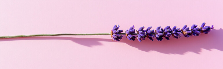 Wall Mural - single lavender stem on a pale pink background, with a minimalist design and delicate shadows, leaving room for copy