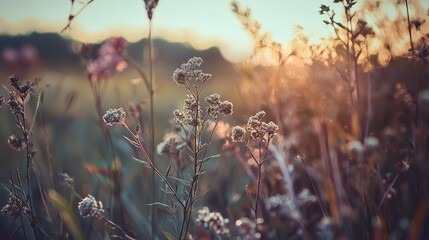   a wildflower field with sunset in the backdrop Sun sets, softly blurring distant elements