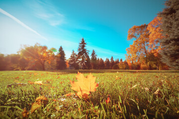 Wall Mural - Beautiful autumn landscape with yellow trees and sun. Colorful foliage in the park. Falling leaves natural background. Autumn season concept