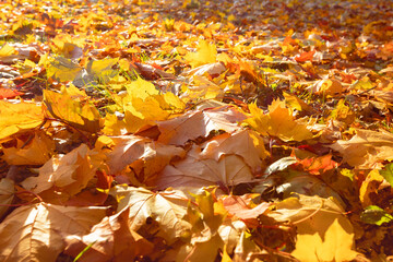 Wall Mural - Autumn fall leaves in sunlight. Natural autumn background. Autumnal background. Foliage, falling leaves background. Autumn leaf. Autumnal mood.