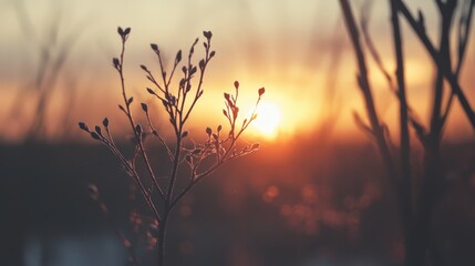 Poster -  A tight shot of a plant against a sunset backdrop in a blurred photograph