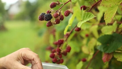 Wall Mural - Blackberry. Rubus Eubatus. Harvesting blackberries by hand. Wild ripe and unripe blackberries grow on the bush. Female hands holding a blackberry. Selective focus. High quality FullHD footage