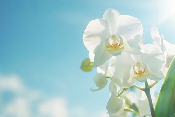 Poster - An illustration of spring and summer with a beautiful white orchid blooming against a bright sky background in the spring and summer season