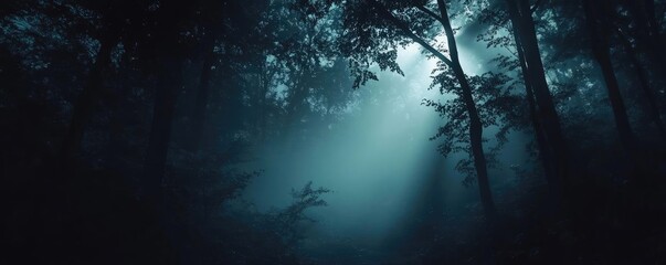 Poster - Mysterious forest scene with soft light filtering through fog, creating an enchanting atmosphere of tranquility and wonder.