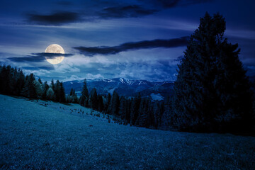 Wall Mural - scenery with coniferous forest on a grassy hill at night. mysterious mountain landscape in full moon