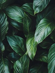 Wall Mural - leaves of Spathiphyllum cannifolium in the garden, abstract green texture, nature dark tone background, tropical leaf