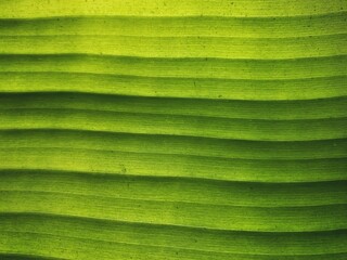 A detailed close-up photo showcasing the vibrant green texture and lines of a banana leaf, emphasizing natural patterns
