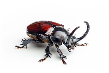 Poster - A detailed view of a beetle's body on a white background, ideal for insect or macro photography uses