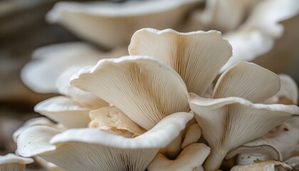 Close up of white oyster mushrooms thriving in a contemporary indoor mushroom cultivation facility