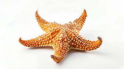 Wall Mural - A starfish isolated on a white background, captured in high definition to showcase its intricate details