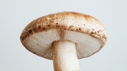 Poster - A close-up of a single mushroom with its cap and gills clearly visible, set against a plain white background for a clean, minimalist look.