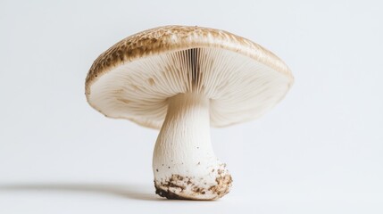 Poster - A close-up of a single mushroom with its cap and gills clearly visible, set against a plain white background for a clean, minimalist look.