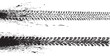 © miloje - Vector Print Textured Tire Track . Design Element .Bike thread silhouette