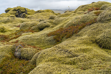 southern iceland beautiful moss covered the lava flow at eldhraun, close up
