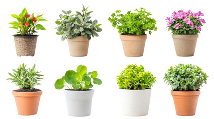 collection of potted plants isolated png transparent background