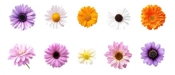 collection of chrysanthemums flowers isolated png transparent background